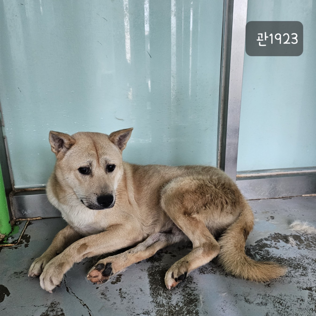 고양시동물보호센터_441394202301923
